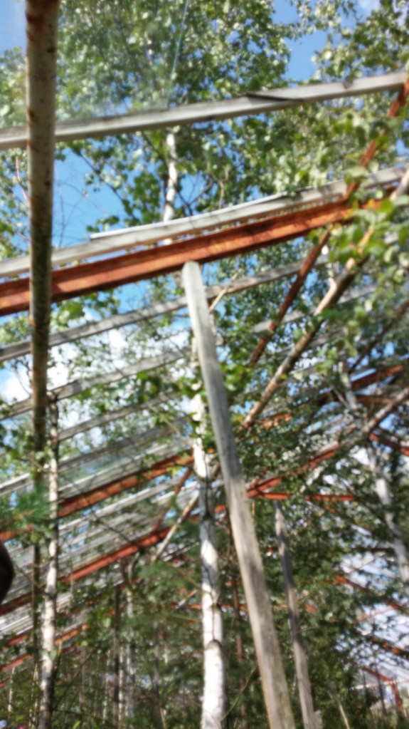 Do you think I climbed a tree?